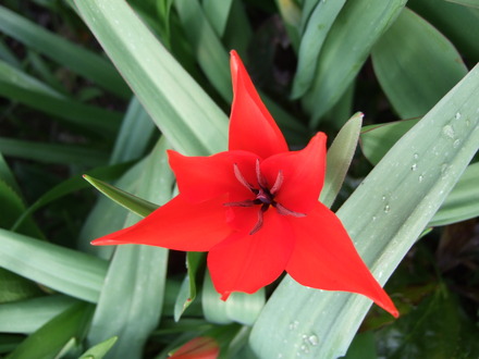 Tulipa 'Fusilier' (Tulipa 'Fusilier')