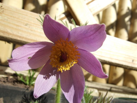 Pulsatilla vulgaris (Pulsatilla vulgaris (Pasque flower))