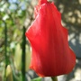 Tulip__arabian_night_