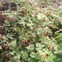 Garden_photo_s_011