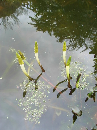 Orontium aquaticum (Orontium aquaticum)