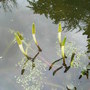 Orontium aquaticum (Orontium aquaticum)
