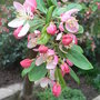 Malus floribunda