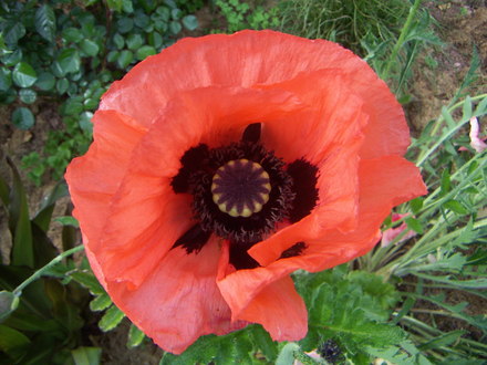 Papaver orientale