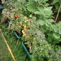 Tomato Balconi (LYCOPERSICON)
