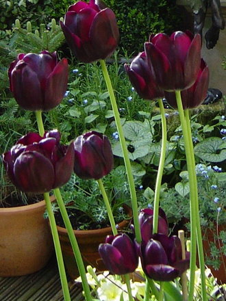 'Queen of the night' Tulips growing in the garden 2007. (Tulipa)