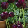 'Queen of the night' Tulips growing in the garden 2007. (Tulipa)