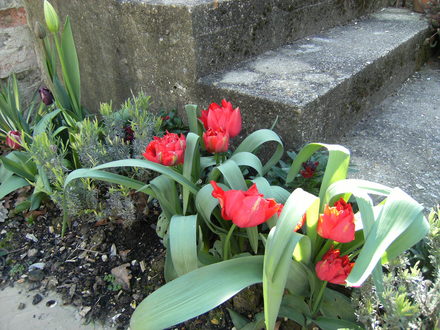 Tulips and Lavender