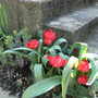 Tulips and Lavender