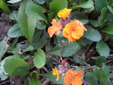 A garden flower photo