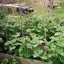 Garden_photo_s_007