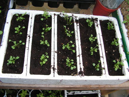 poached egg plants