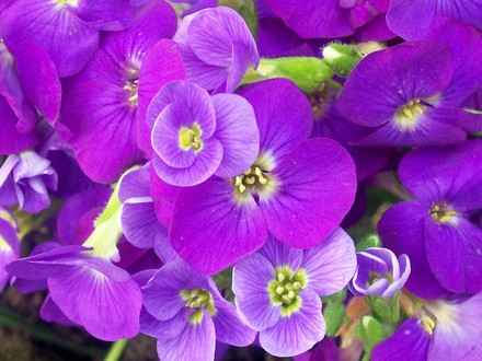 Aubrietia Kitte Purple (Aubrietia kitte purple)
