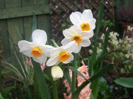 Unknown variety Daff (narcissus)