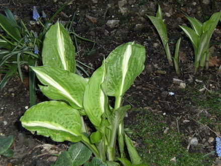 Hostas (Plantain lily)