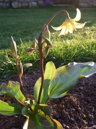 Erythronium 'Pagoda' (Erythronium)