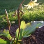 Erythronium__pagoda_