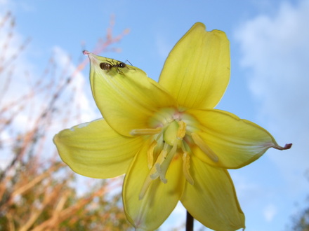 Erythronium 'Pagoda' flower with friend. (Erythronium)
