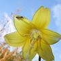 Erythronium__pagoda____friend