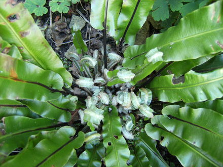 Asplenium, new fronds. (Asplenium)