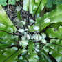 Asplenium, new fronds. (Asplenium)