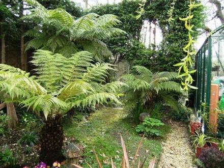 Tree ferns (Dicksonia antarctica (Soft tree fern))