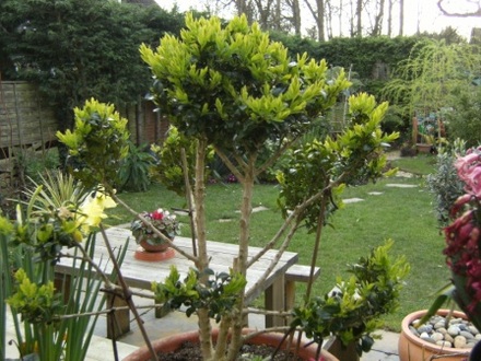 Cloud tree (Buxus sempervirens (Common box))