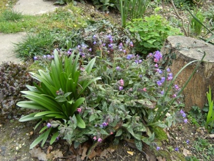 Pulmonaria (Pulmonaria angustifolia (Blue Cowslip))