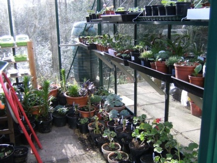 Greenhouse