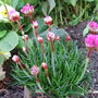 Armeria_maritima