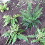 One of the groups of ferns in the shady area.