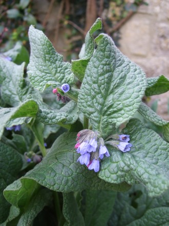 Symphytum asperum (Symphytum asperum)