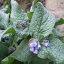 Symphytum