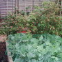 Garden_photo_s_006