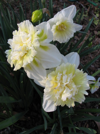 spring daffs