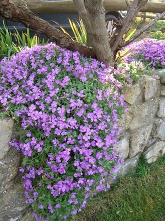 Aubrieta cascade (Aubrieta)