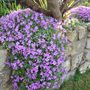 Aubrieta