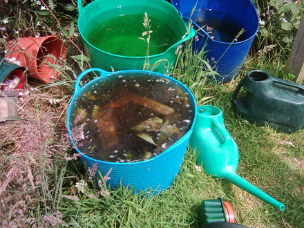 Comfrey Bucket (Symphytum officinale)