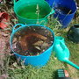 Comfrey Bucket (Symphytum officinale)
