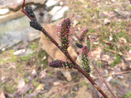 Black Pussy Willow Blooming (Salix gracilistyla)