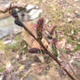 Pussy_willow_black_kiki_4-04-08_med