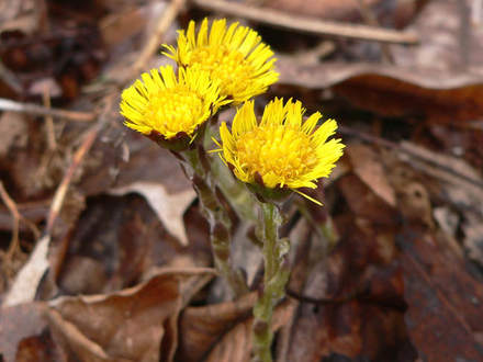 Coltsfoot, British Tobacco (Tussilago farfara)