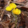 Tussilago farfara