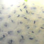 Frog_eggs_almost_tadpoles_back_oblongpool_4-04-08_med