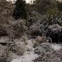 Shrubbery at Winsford Walled Garden