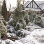 Conifer bed at Winsford Walled Gardens