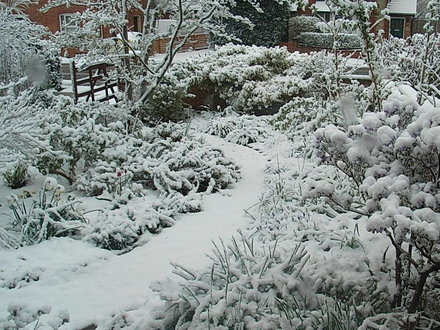 Front_garden_under_snow.jpg