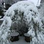 Snow_005