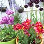 More_tulips