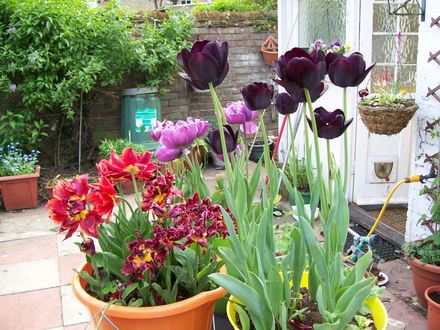 more tulips from amsterdam
